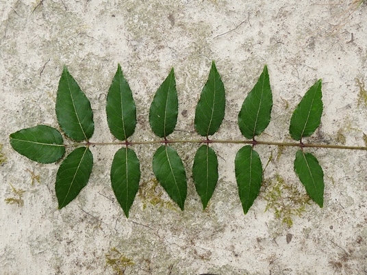 {Zanthoxylum clava-herculis}